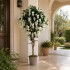 Glicine Seminaturale  Fiori Bianchi  Tronco Mediterraneo H 200 CM
