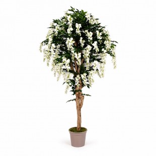 Glicine Seminaturale  Fiori...