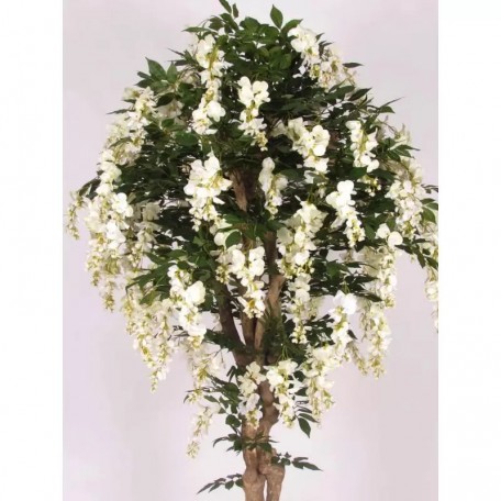 Glicine Seminaturale  Fiori Bianchi  Tronco Mediterraneo H 200 CM