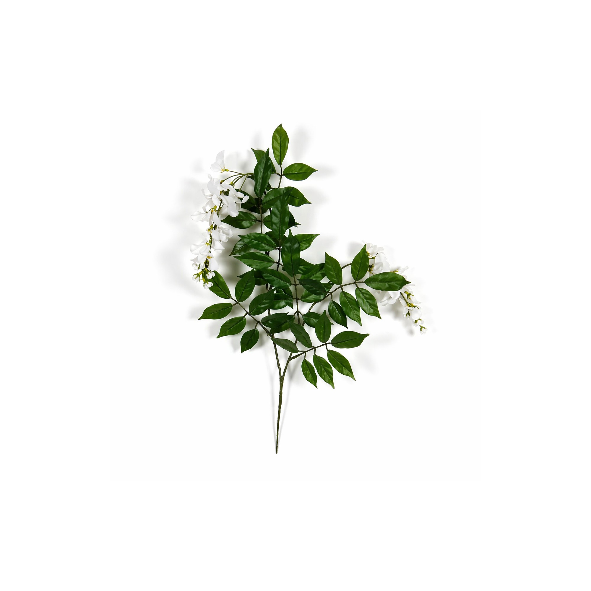  Glicine Seminaturale  Fiori Bianchi  Tronco Mediterraneo H 200 CM