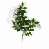 Glicine Seminaturale  Fiori Bianchi  Tronco Mediterraneo H 200 CM
