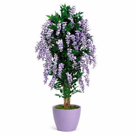Glicine Seminaturale  Fiori Lavanda  Tronco Mansanisi H 100 CM