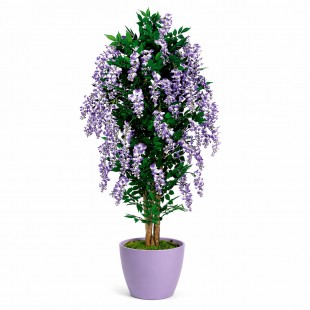 Glicine Seminaturale  Fiori...