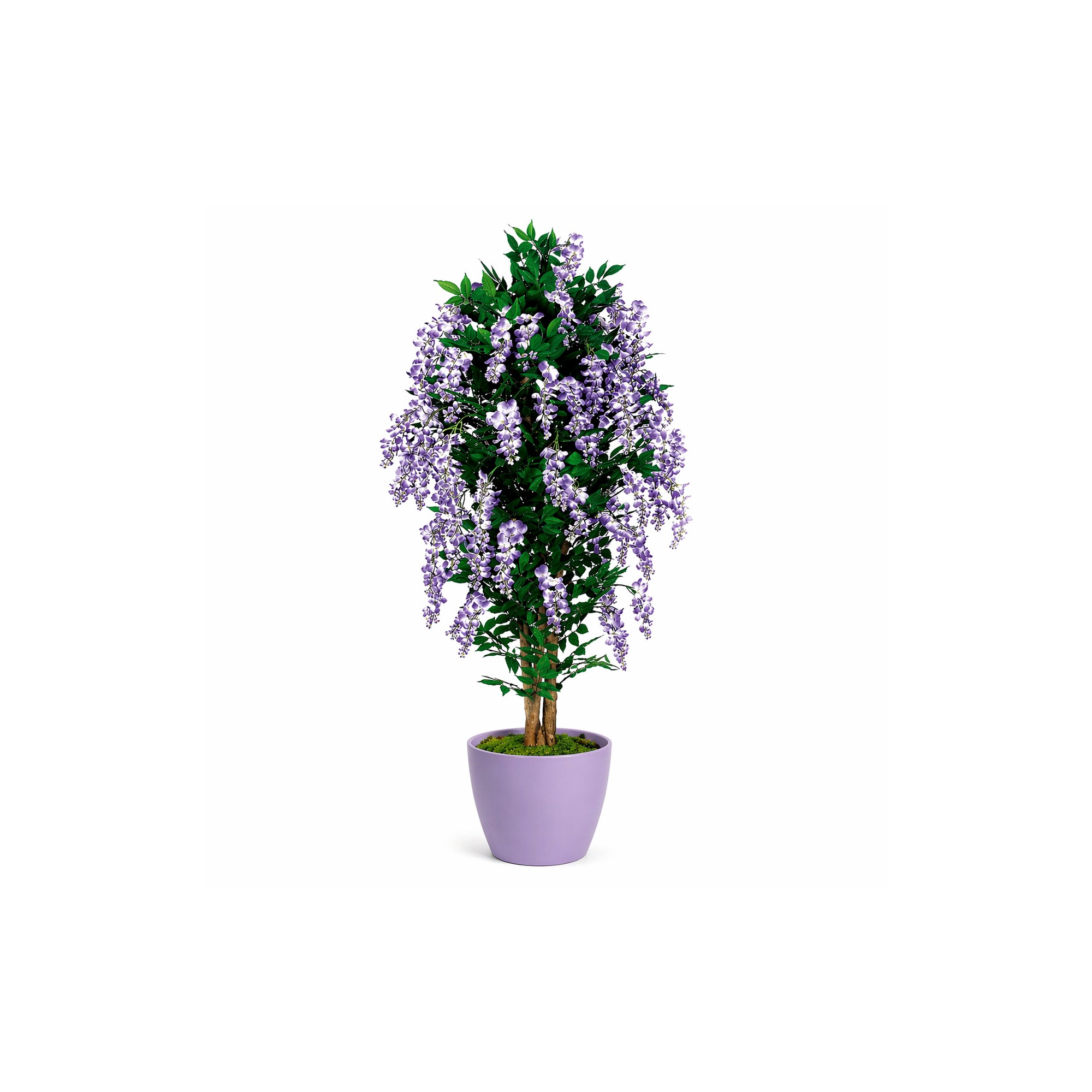  Glicine Seminaturale  Fiori Lavanda  Tronco Mansanisi H 125 CM