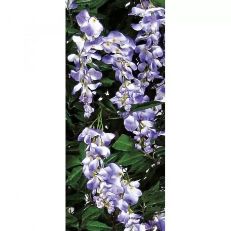 Glicine Seminaturale  Fiori Lavanda  Tronco Mansanisi H 125 CM