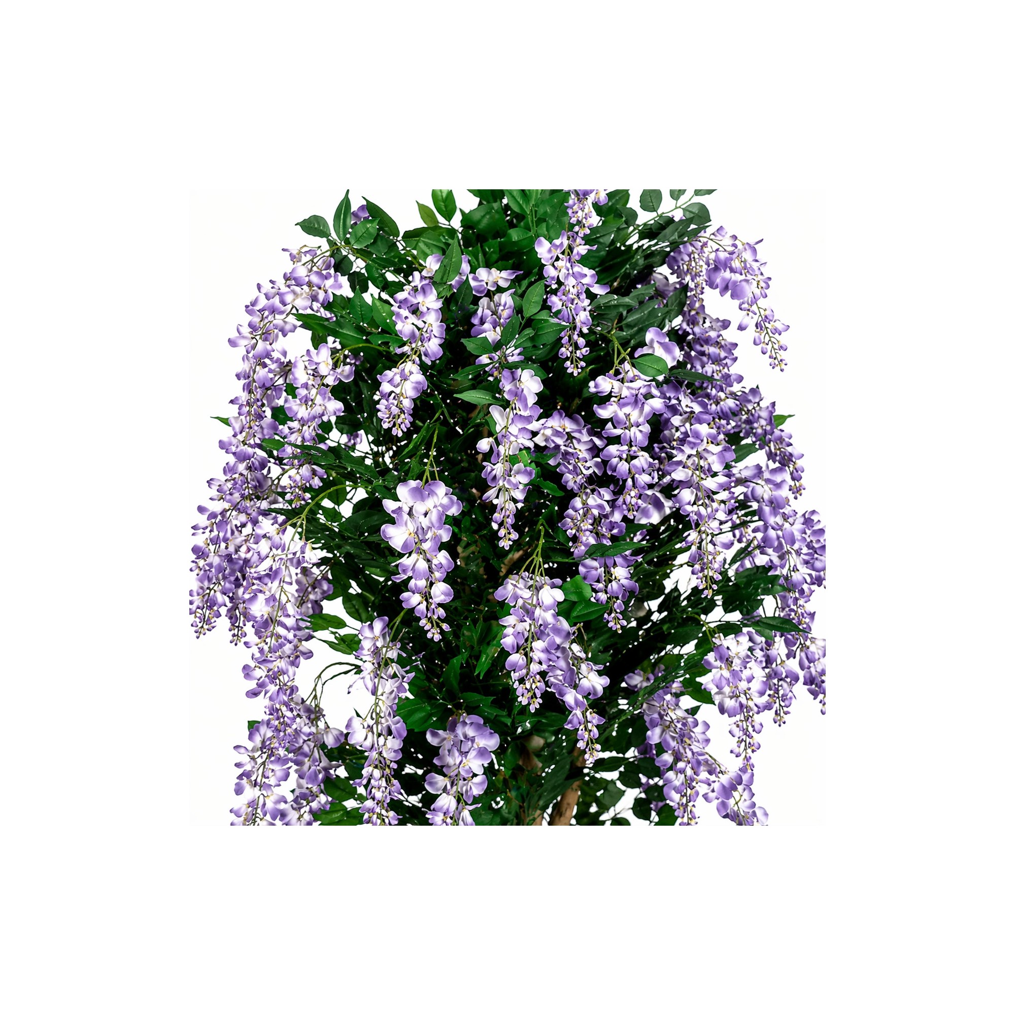 Glicine Seminaturale  Fiori Lavanda  Tronco Mansanisi H 150 CM