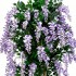 Glicine Seminaturale  Fiori Lavanda  Tronco Mansanisi H 150 CM