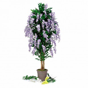 Glicine Seminaturale  Fiori...