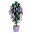 Glicine Seminaturale  Fiori Lavanda  Tronco Mansanisi H 225 CM