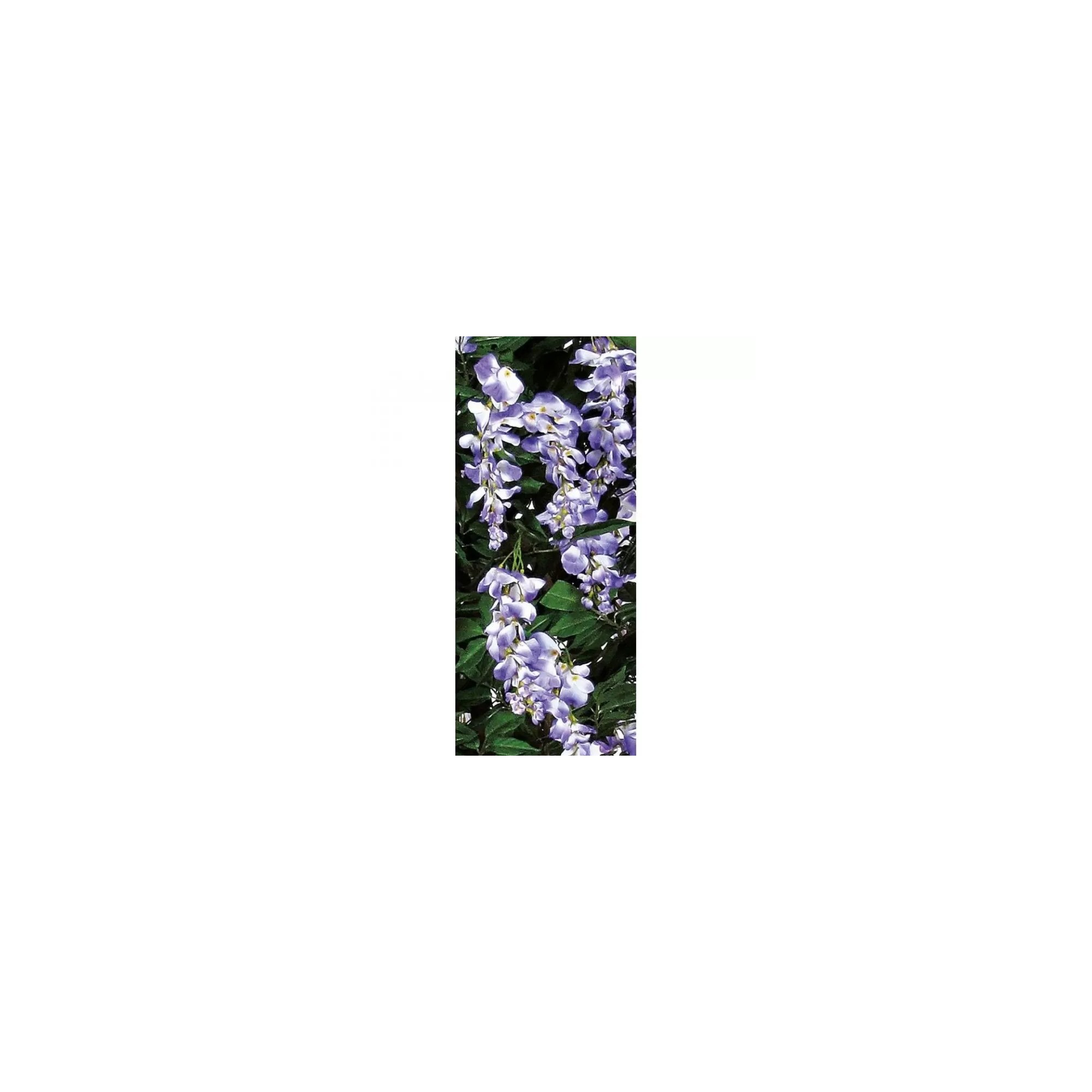  Glicine Seminaturale  Fiori Lavanda  Tronco Mansanisi H 225 CM