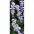 Glicine Seminaturale  Fiori Lavanda  Tronco Mansanisi H 225 CM