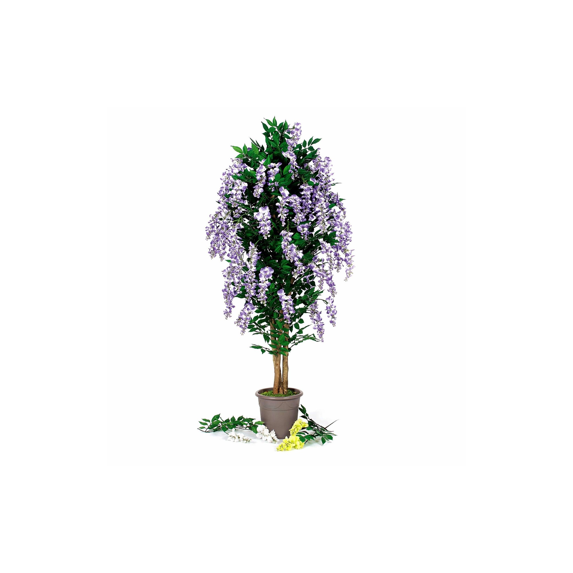  Glicine Seminaturale  Fiori Lavanda  Tronco Mansanisi H 250 CM