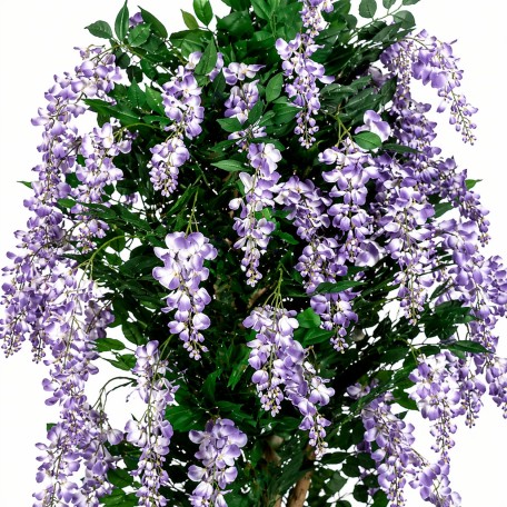 Glicine Seminaturale  Fiori Lavanda  Tronco Mansanisi H 250 CM