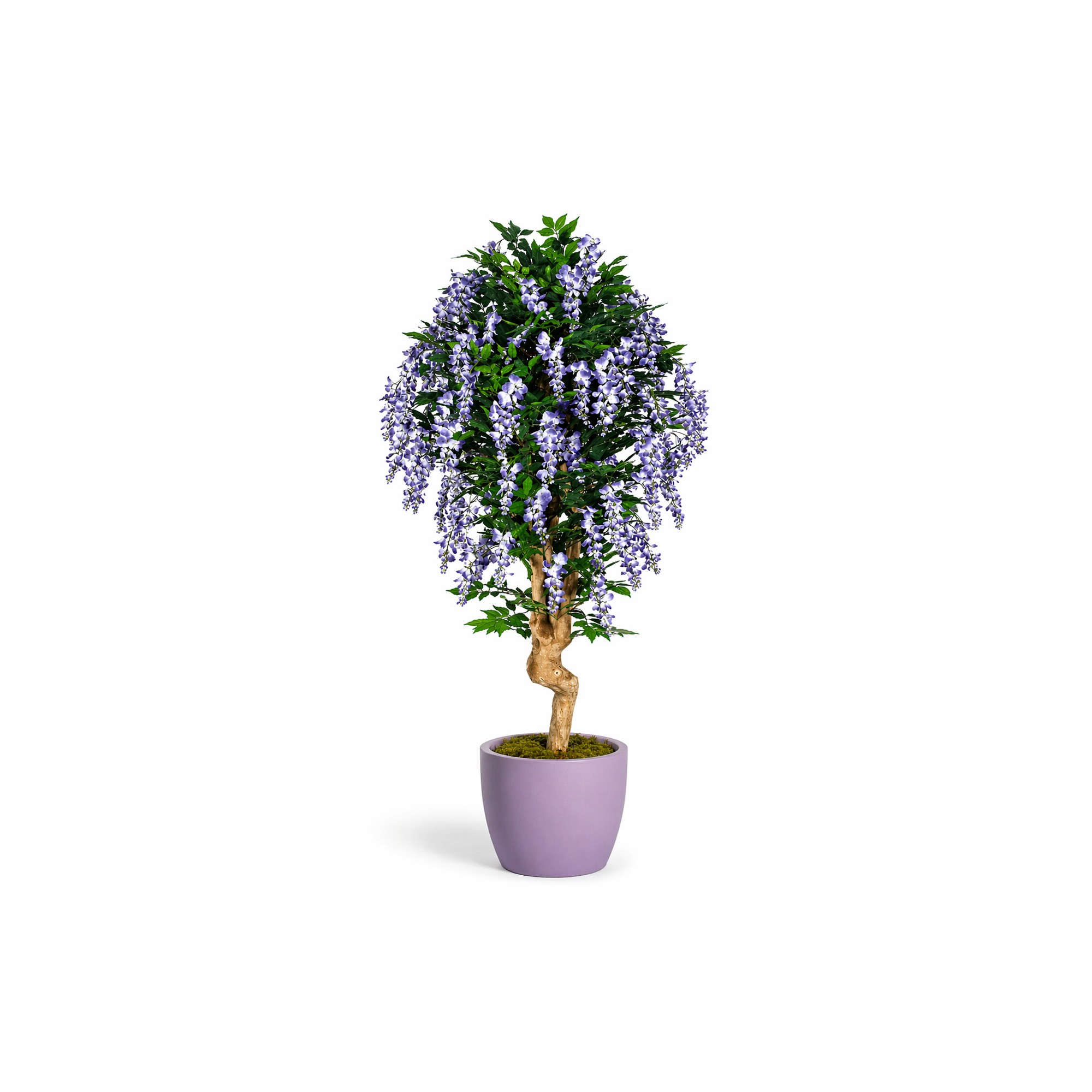  Glicine Seminaturale  Fiori Lavanda  Tronco Mediterraneo H 175 CM