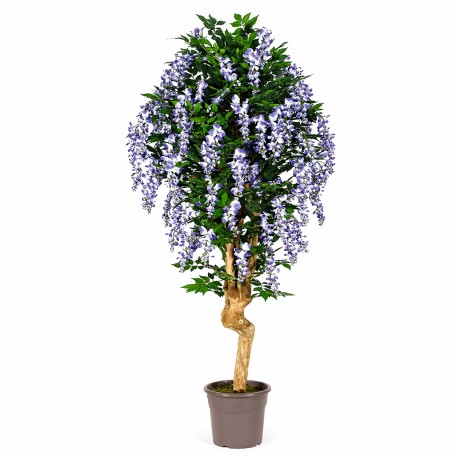Glicine Seminaturale  Fiori Lavanda  Tronco Mediterraneo H 175 CM