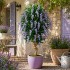 Glicine Seminaturale  Fiori Lavanda  Tronco Mediterraneo H 200 CM