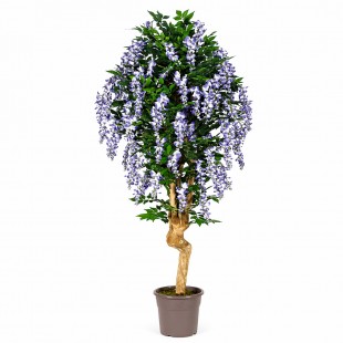 Glicine Seminaturale  Fiori...