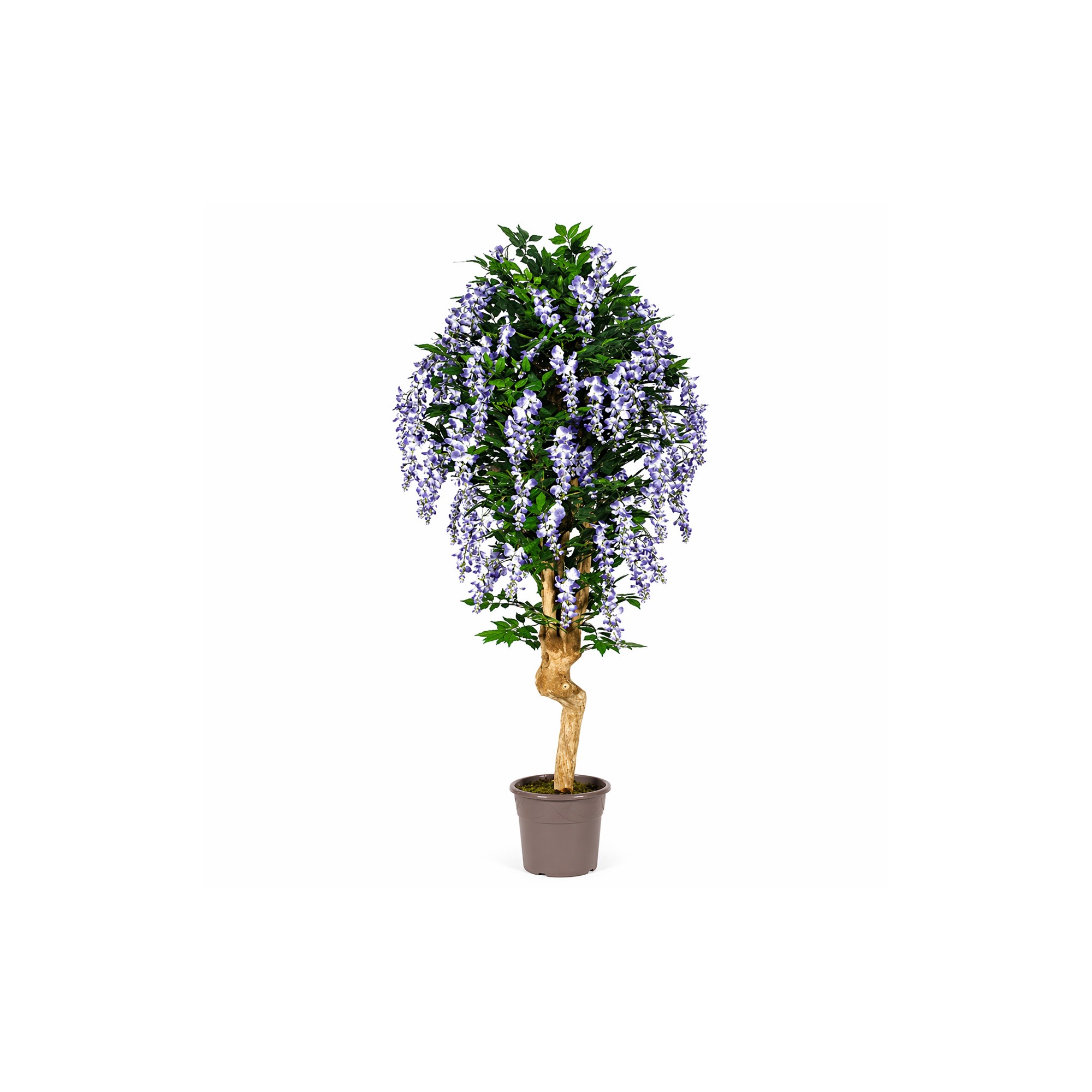  Glicine Seminaturale  Fiori Lavanda  Tronco Mediterraneo H 200 CM