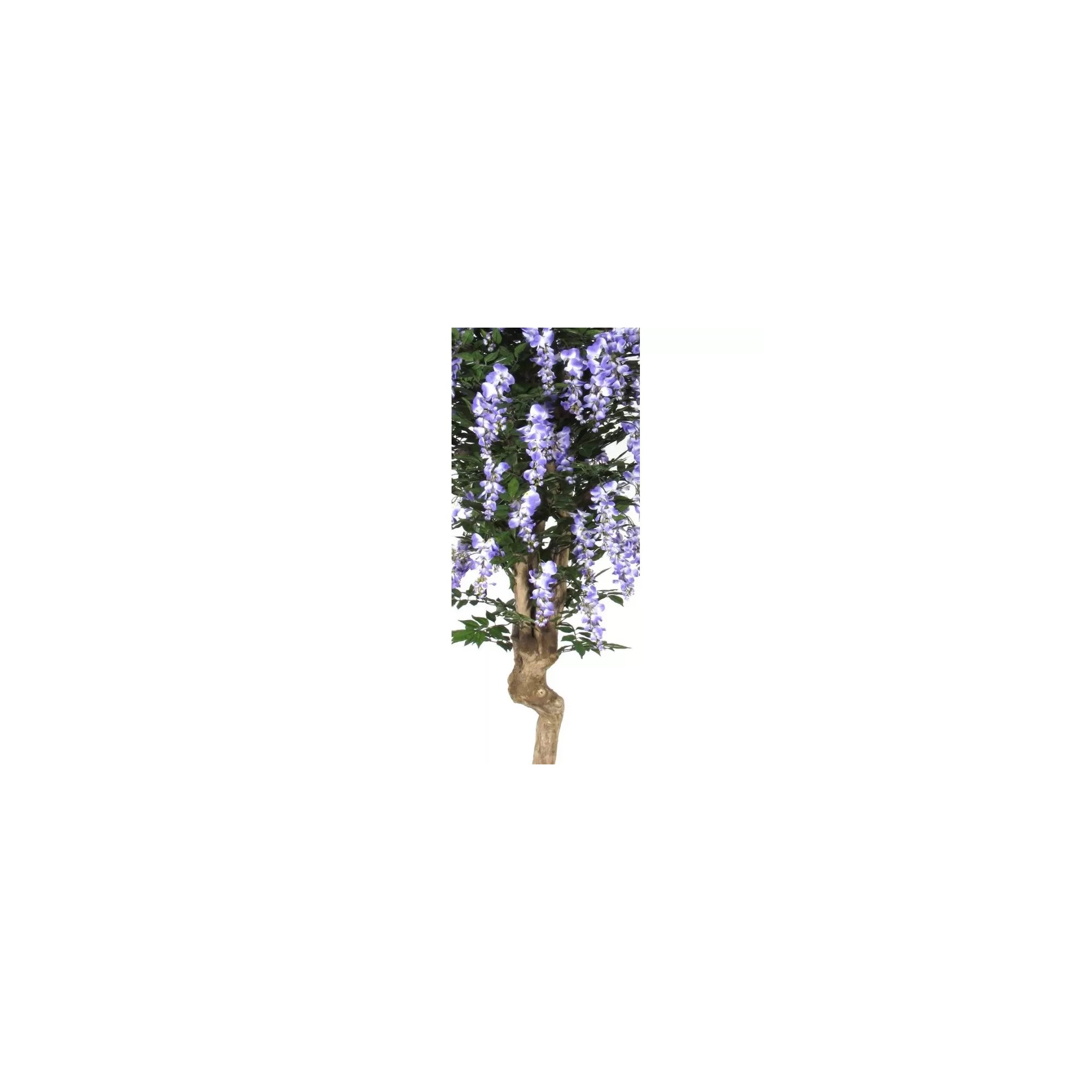  Glicine Seminaturale  Fiori Lavanda  Tronco Mediterraneo H 200 CM