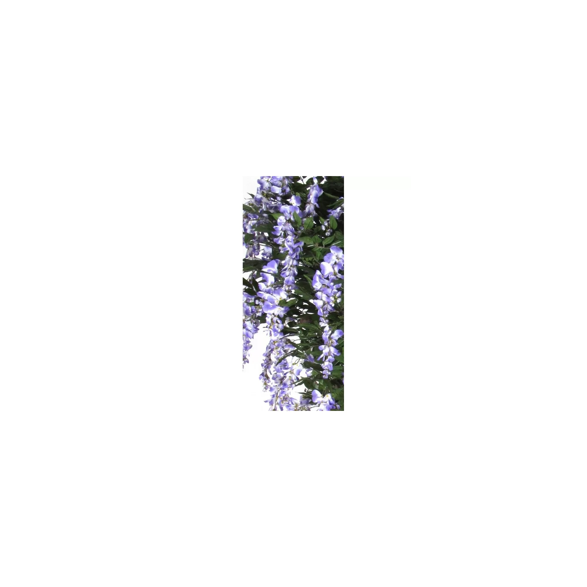  Glicine Seminaturale  Fiori Lavanda  Tronco Mediterraneo H 200 CM