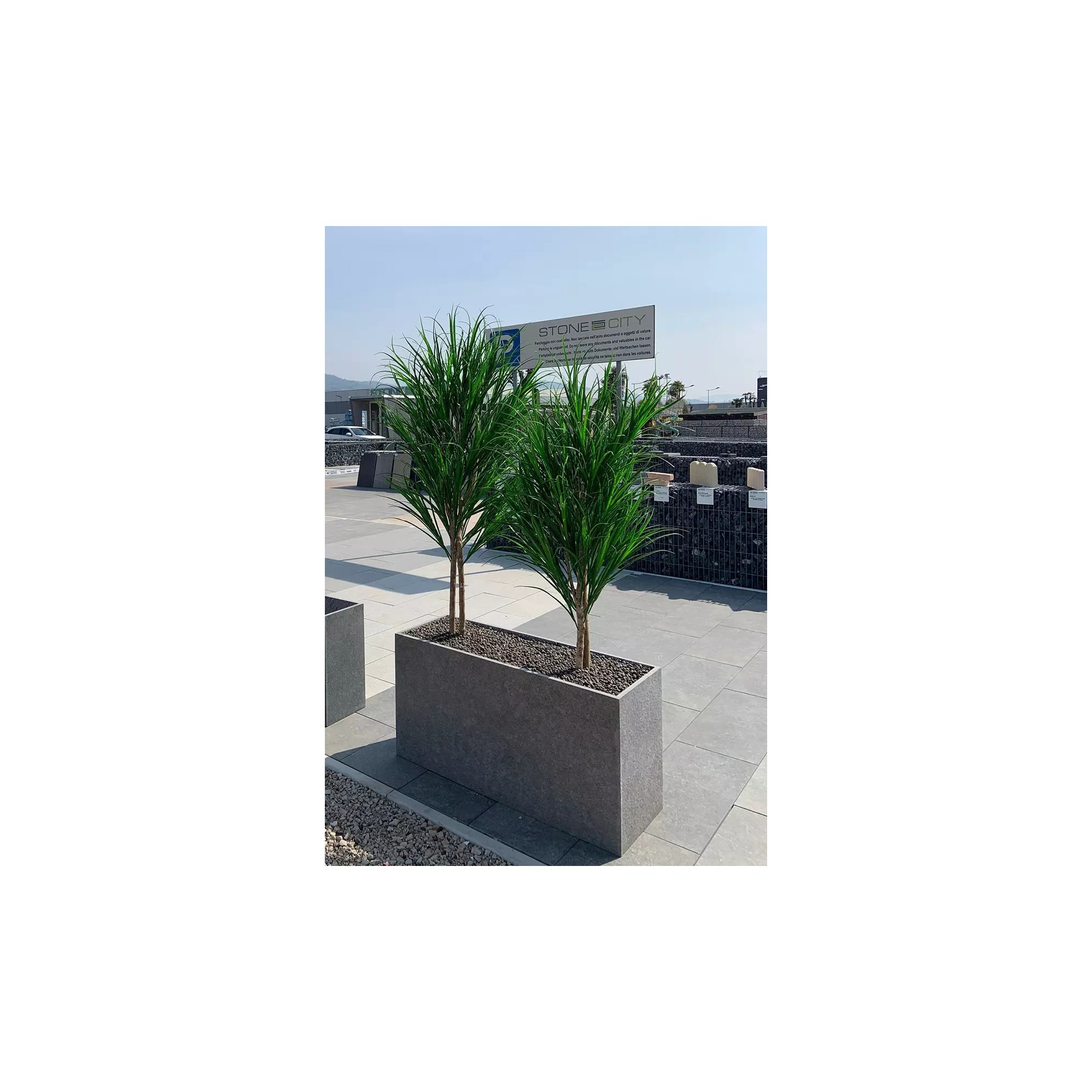  Gracillimus Seminaturale  Grass  Verde  Tronco Mansanisi  UVR H 100 CM