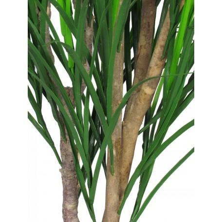 Gracillimus Seminaturale  Grass  Verde  Tronco Mansanisi  UVR H 125 CM