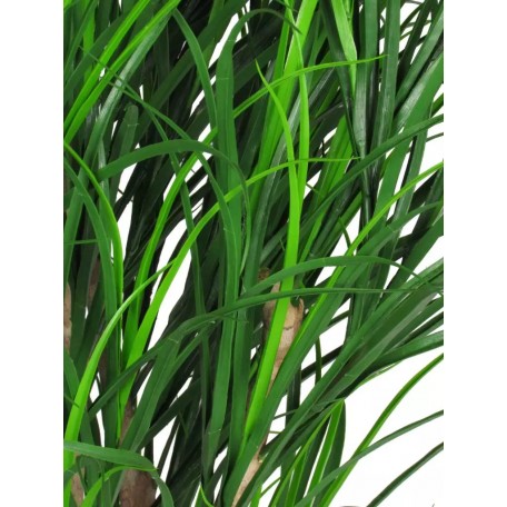 Gracillimus Seminaturale  Grass  Verde  Tronco Mansanisi  UVR H 175 CM