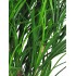 Gracillimus Seminaturale  Grass  Verde  Tronco Mansanisi  UVR H 175 CM