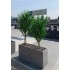 Gracillimus Seminaturale  Grass  Verde  Tronco Mansanisi  UVR H 175 CM