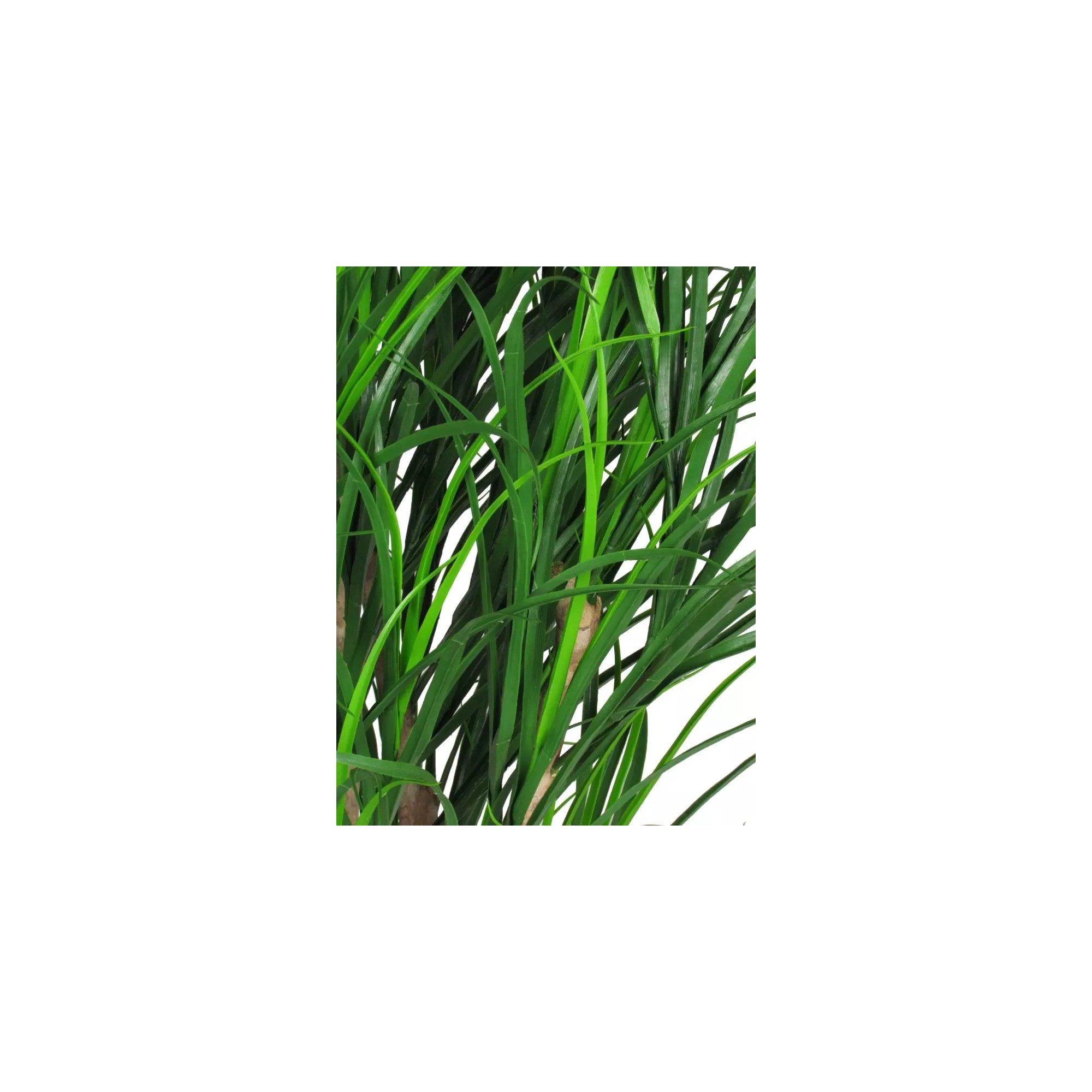  Gracillimus Seminaturale  Grass  Verde  Tronco Mansanisi  UVR H 225 CM