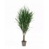 Gracillimus Seminaturale  Grass  Verde  Tronco Mansanisi  UVR H 225 CM