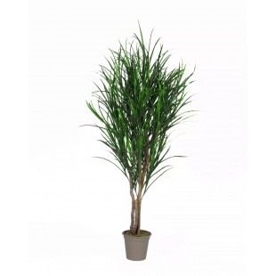 Gracillimus Seminaturale...
