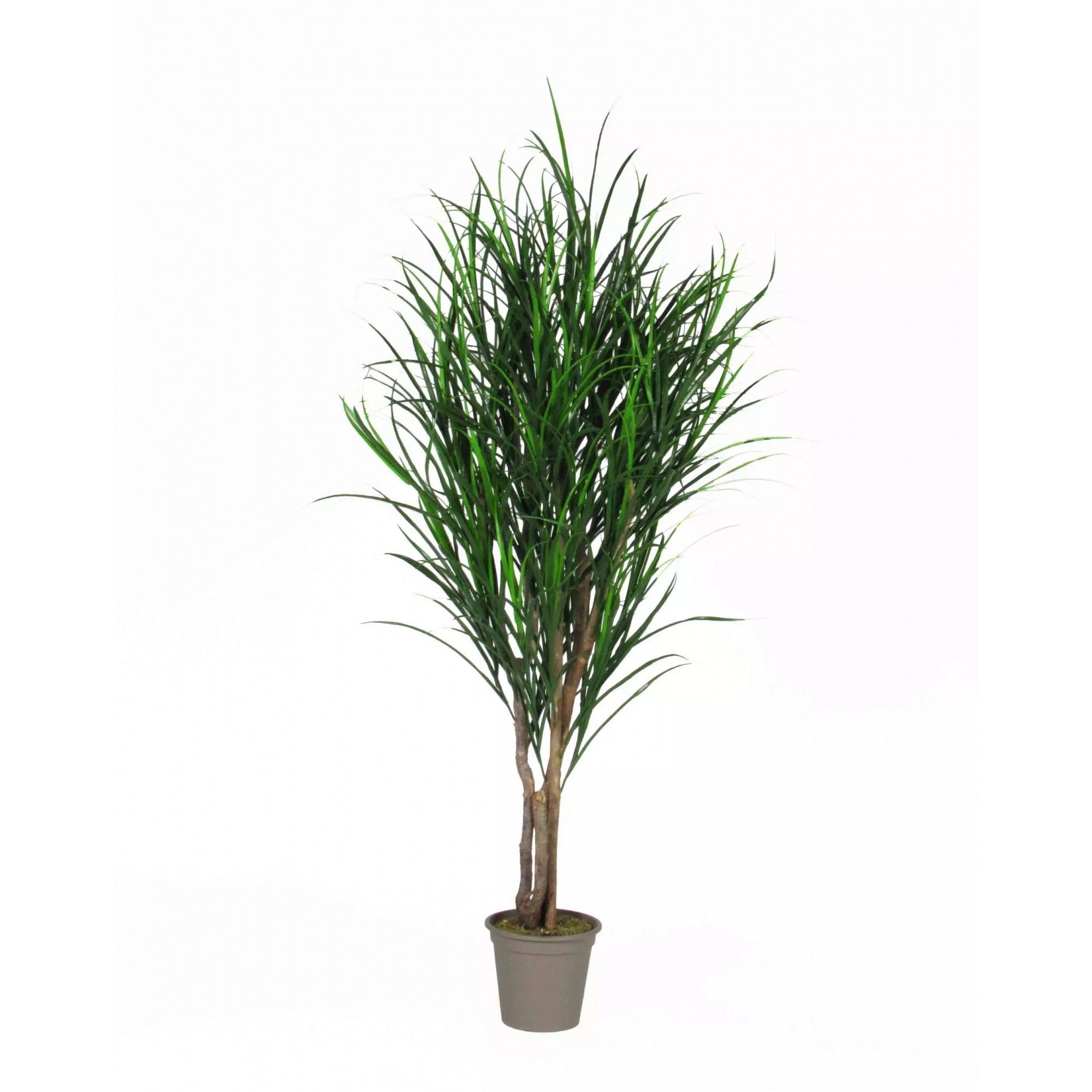  Gracillimus Seminaturale  Grass  Verde  Tronco Mansanisi  UVR H 250 CM