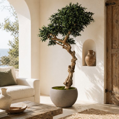 Olivo Seminaturale  Verde con frutti  Tronco Umbrella  H 275 cm