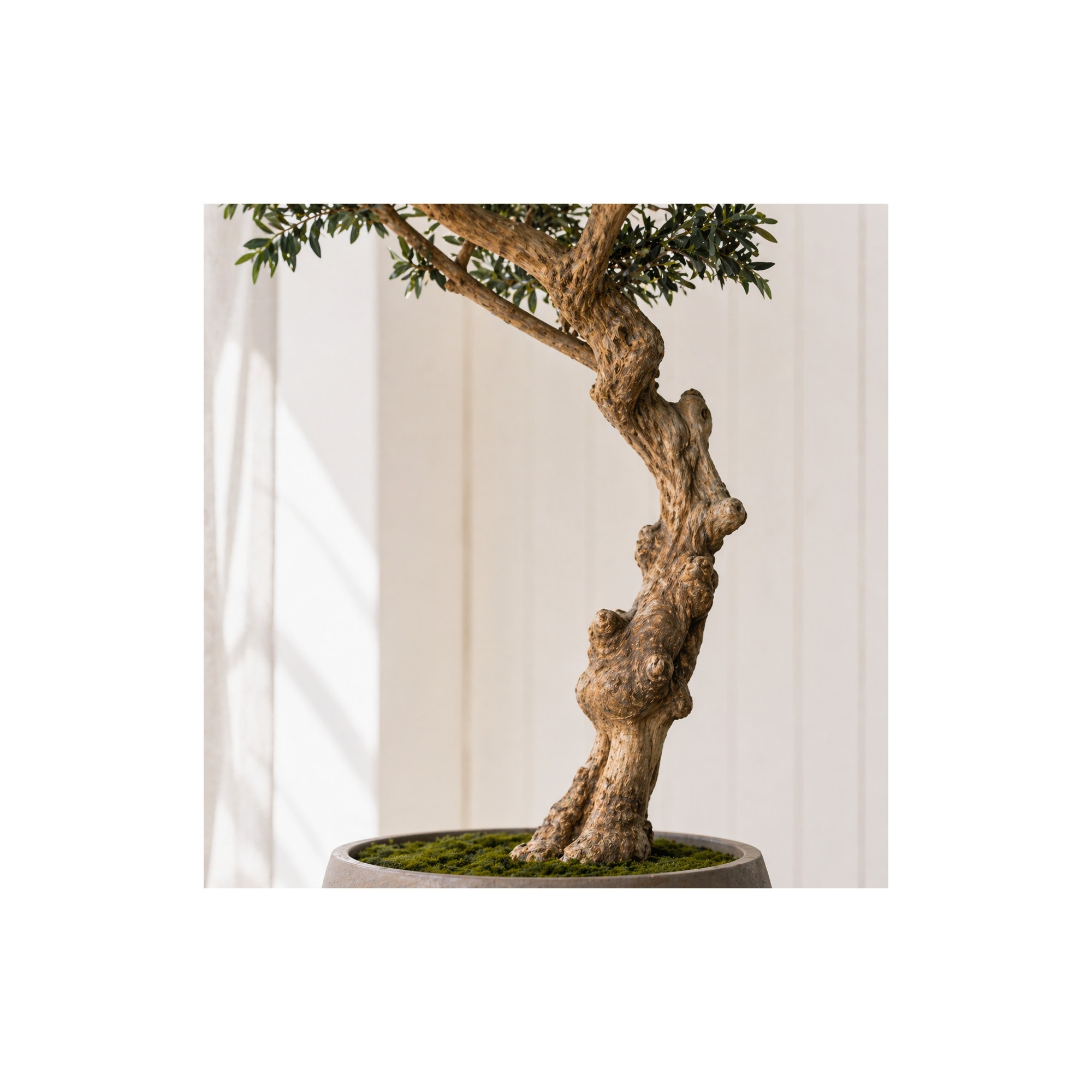  Olivo Seminaturale  Verde con frutti  Tronco Umbrella  H 275 cm