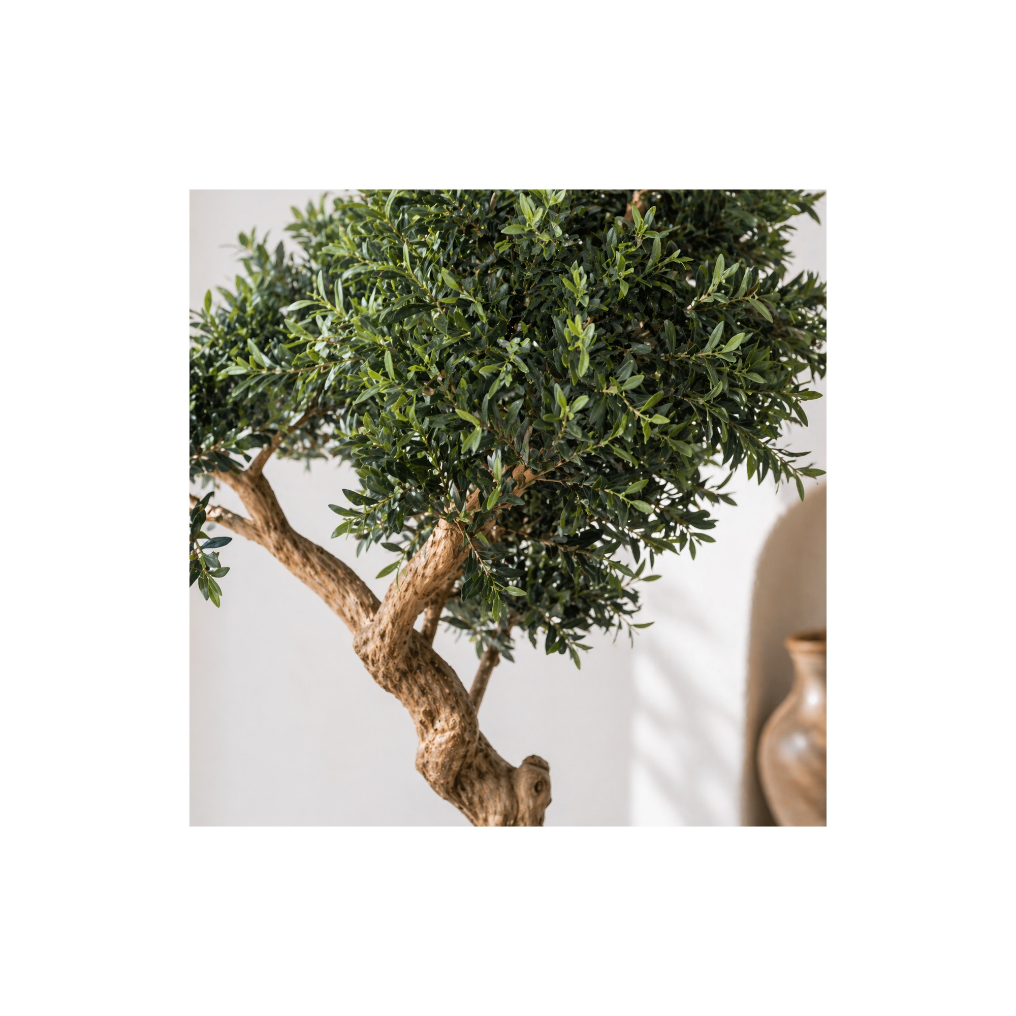  Olivo Seminaturale  Verde con frutti  Tronco Umbrella  H 275 cm