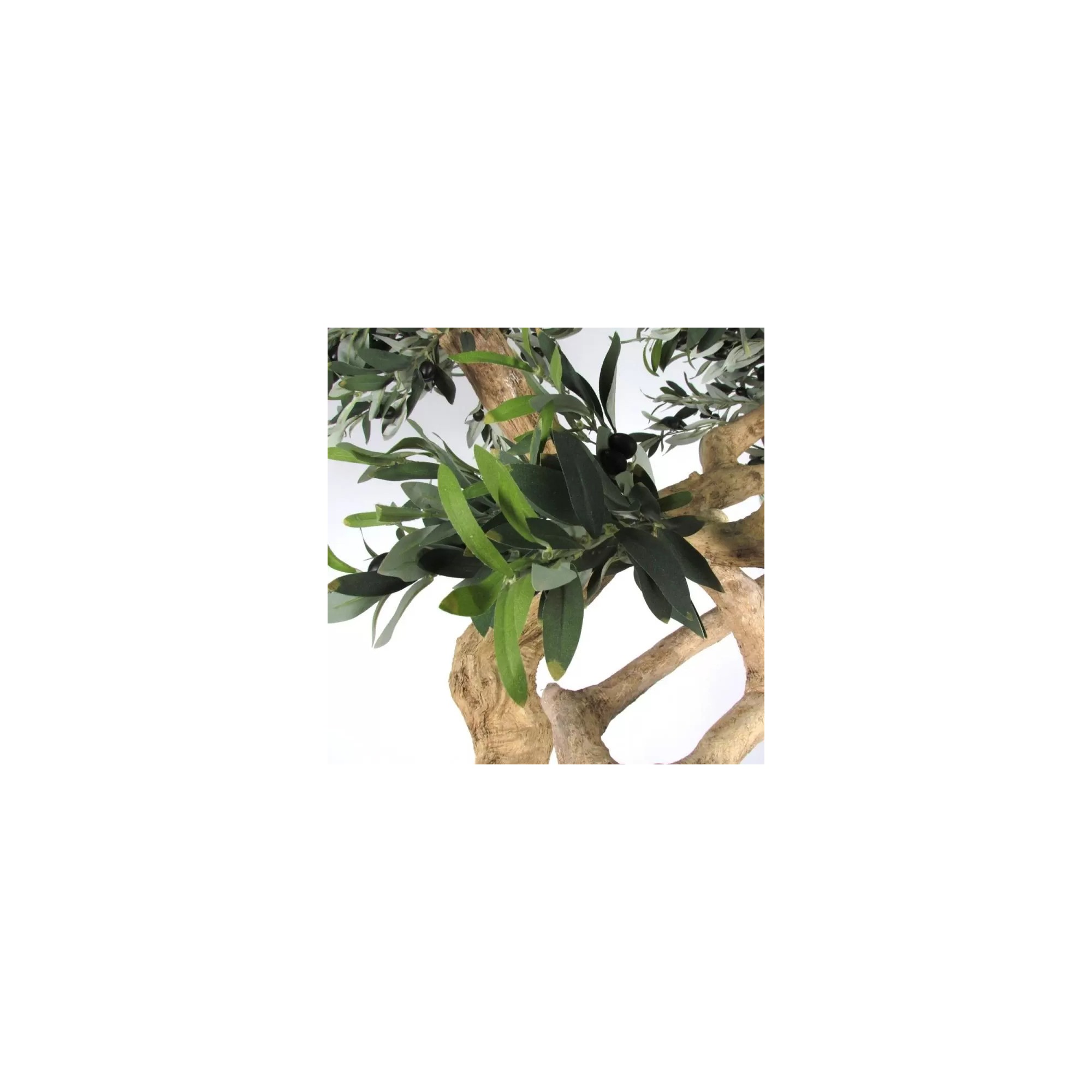  Olivo Seminaturale  Verde con frutti  Tronco Umbrella  H 275 cm