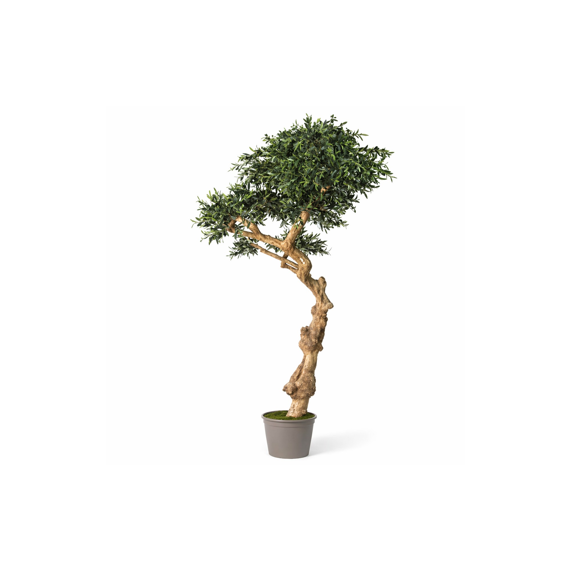  Olivo Seminaturale  Verde con frutti  Tronco Umbrella  H 275 cm