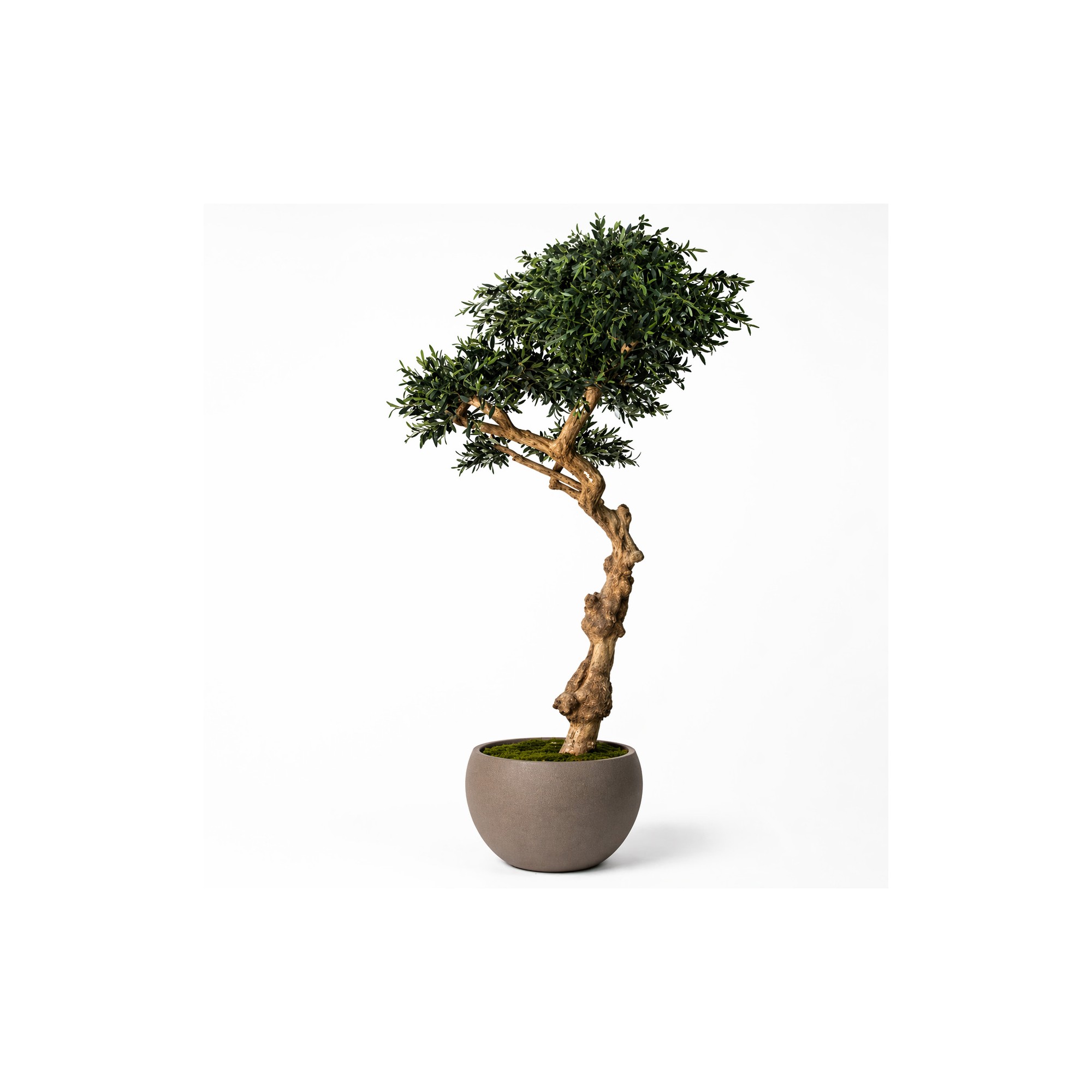  Olivo Seminaturale  Verde con frutti  Tronco Umbrella  H 275 cm