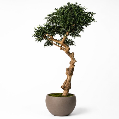 Olivo Seminaturale  Verde con frutti  Tronco Umbrella  H 275 cm