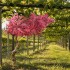 Pesco Seminaturale  Fiori Rosa  Tronco Umbrella ad angolo H 270 CM