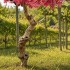 Pesco Seminaturale  Fiori Rosa  Tronco Umbrella ad angolo H 270 CM
