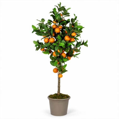 Pianta di Mandarino Seminaturale  Frutti Arancioni  Tronco Mansanisi  H125 cm