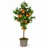 Pianta di Mandarino Seminaturale  Frutti Arancioni  Tronco Mansanisi  H125 cm