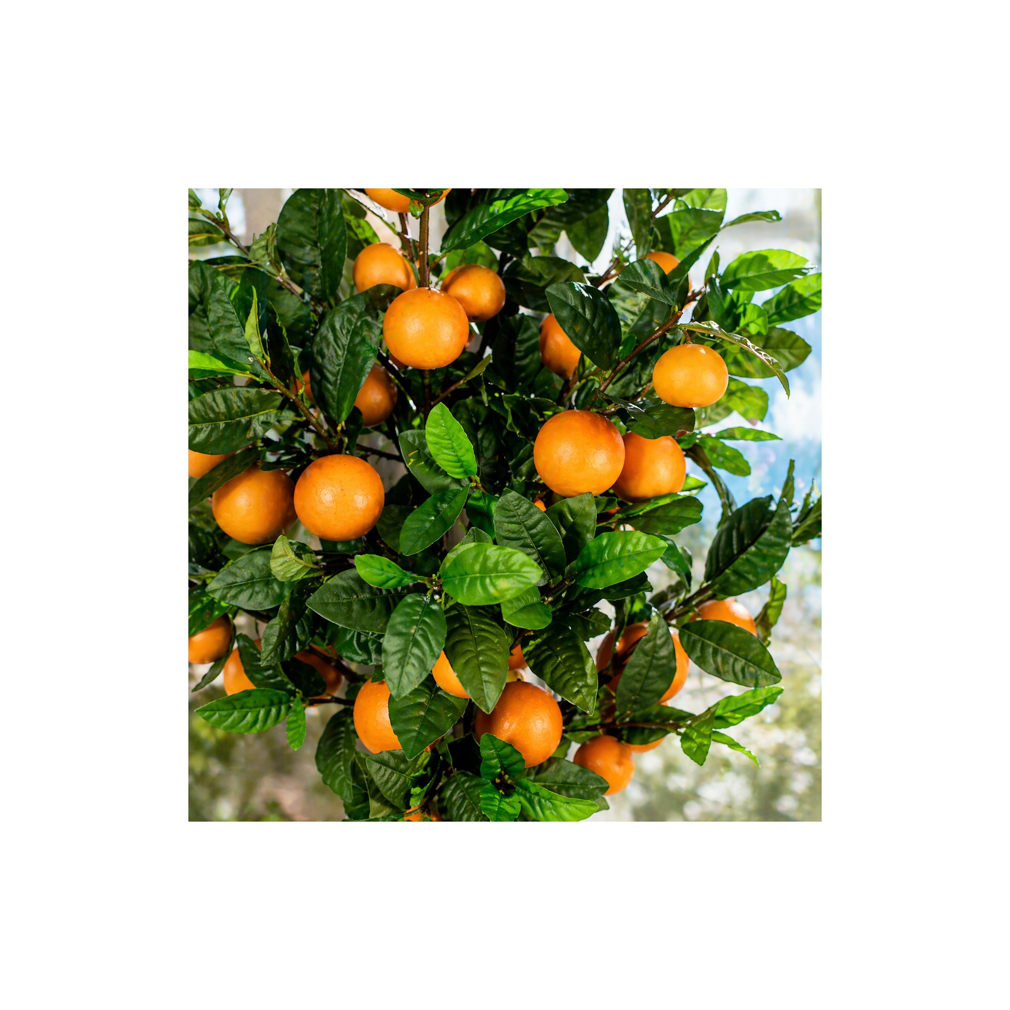  Pianta di Mandarino Seminaturale  Frutti Arancioni  Tronco Mansanisi  H 150 cm