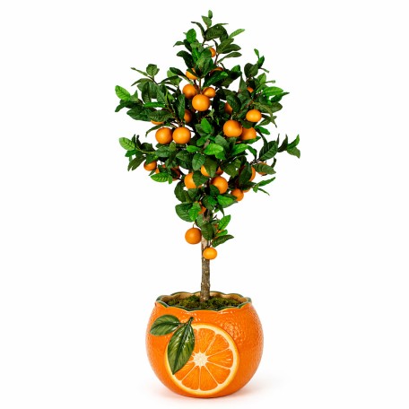 Pianta di Mandarino Seminaturale  Frutti Arancioni  Tronco Mansanisi  H da 180 cm