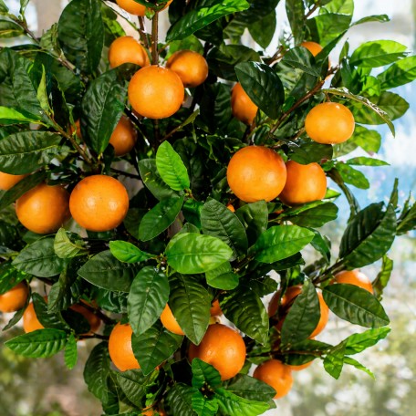 Pianta di Mandarino Seminaturale  Frutti Arancioni  Tronco Mansanisi  H da 180 cm