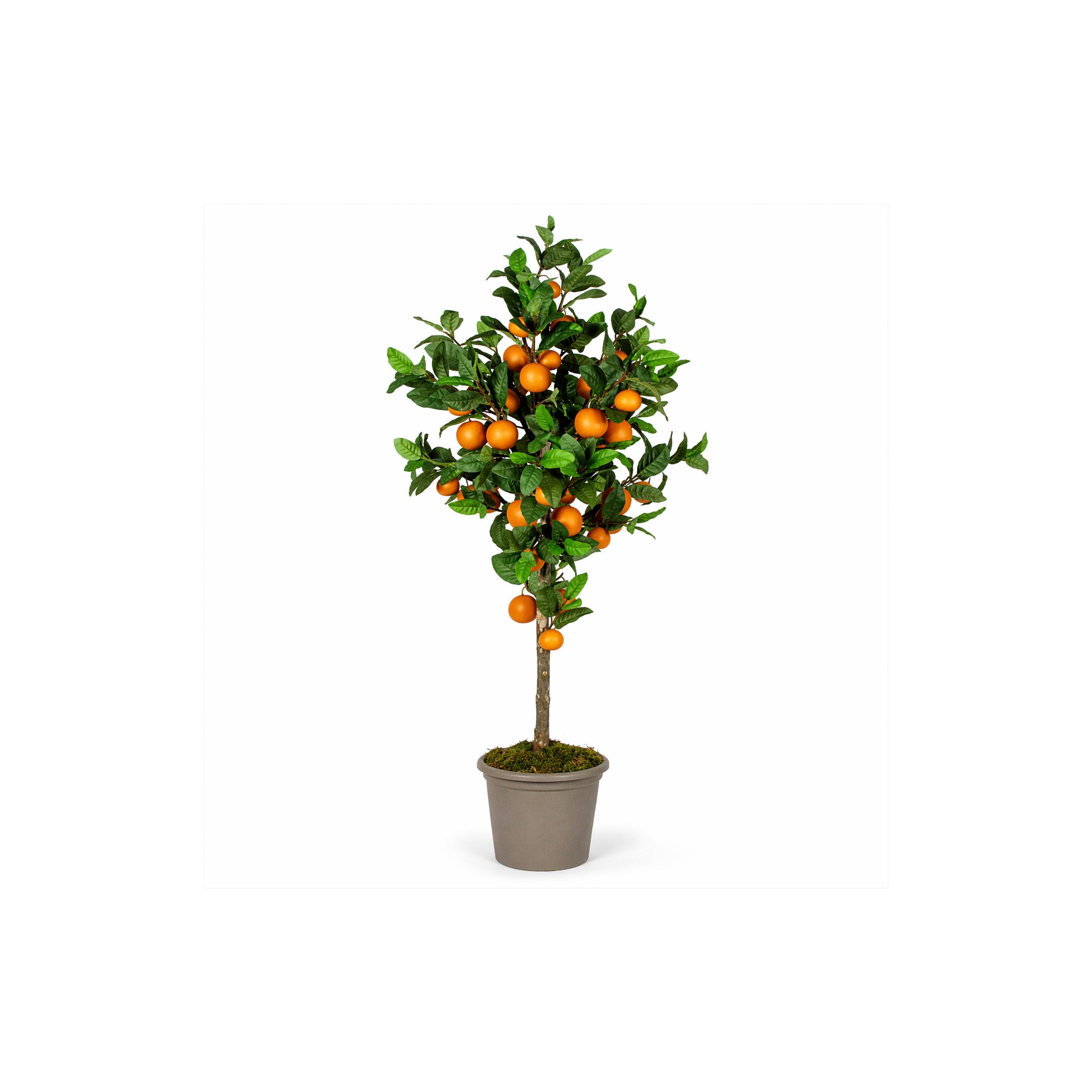  Pianta di Mandarino Seminaturale  Frutti Arancioni  Tronco Mansanisi  H da 180 cm