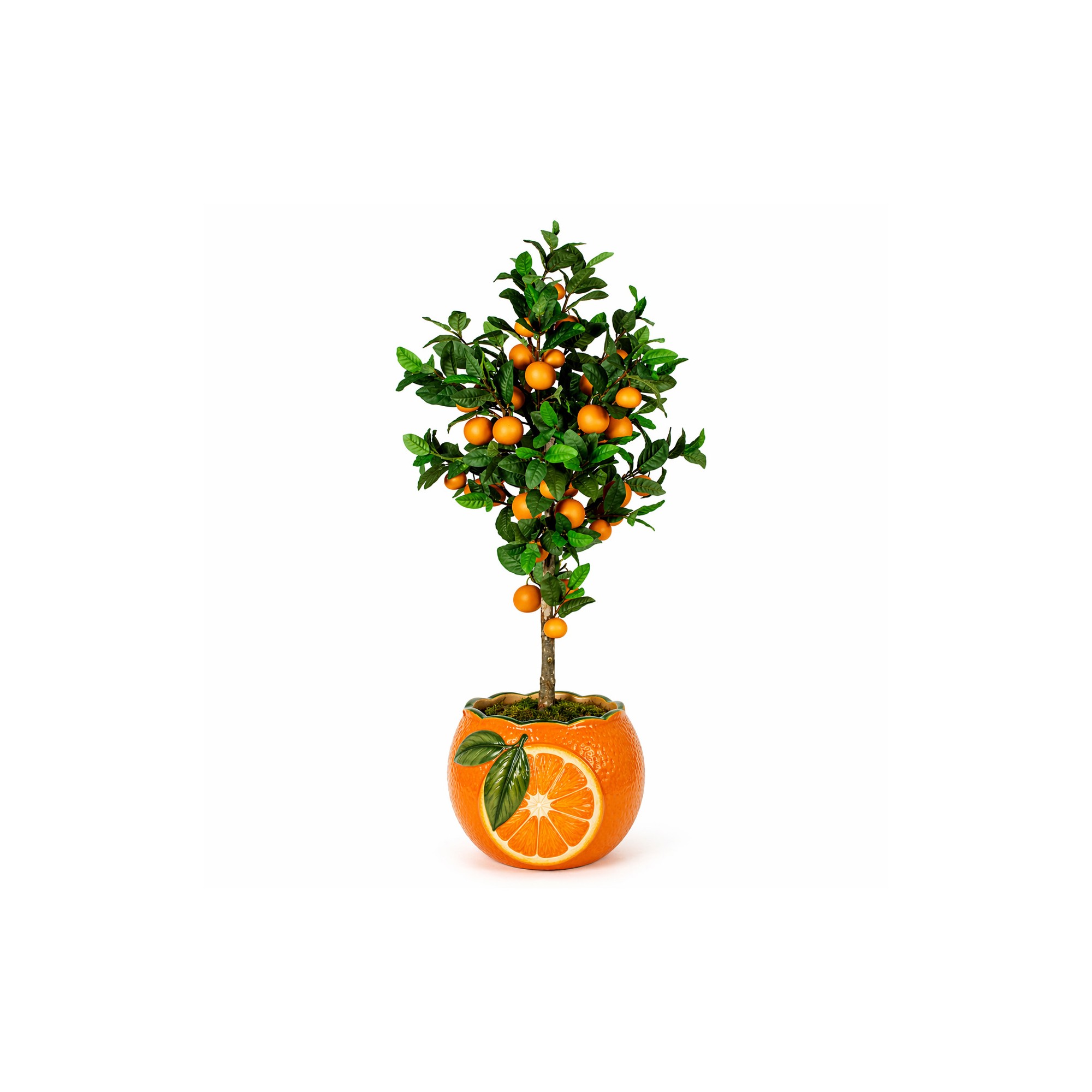  Pianta di Mandarino Seminaturale  Frutti Arancioni  Tronco Mansanisi H 300 cm