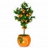 Pianta di Mandarino Seminaturale  Frutti Arancioni  Tronco Mansanisi H 300 cm
